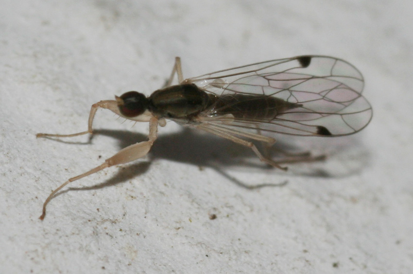 Chelifera precatoria (Empididae)